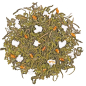 Preview: GT - China Gui Hua Sweet Osmanthus 1